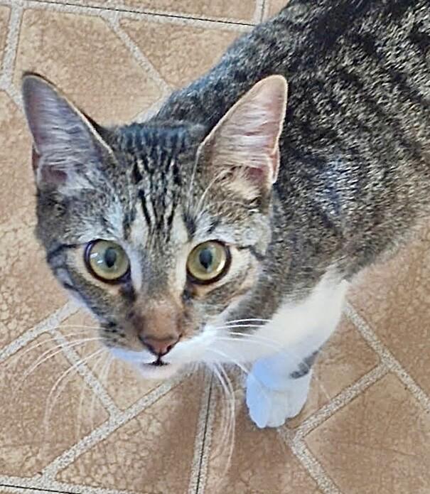 Enlarge Mochi - BONDED with Onyx, a Adoptable mixed breed in Anthem, AZ image 2/6