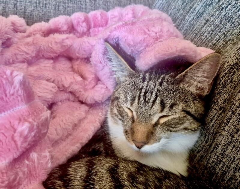 Enlarge Mochi - BONDED with Onyx, a Adoptable mixed breed in Anthem, AZ image 3/6