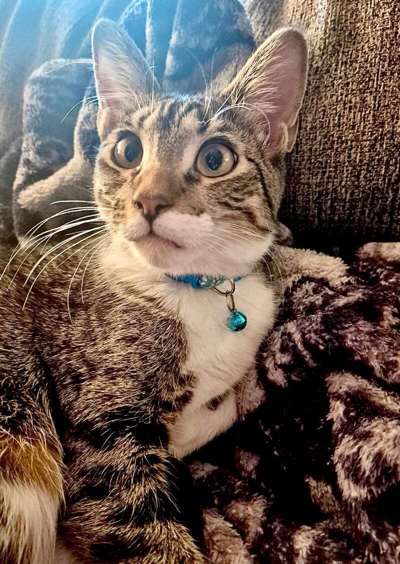 Enlarge Mochi - BONDED with Onyx, a Adoptable mixed breed in Anthem, AZ image 4/6