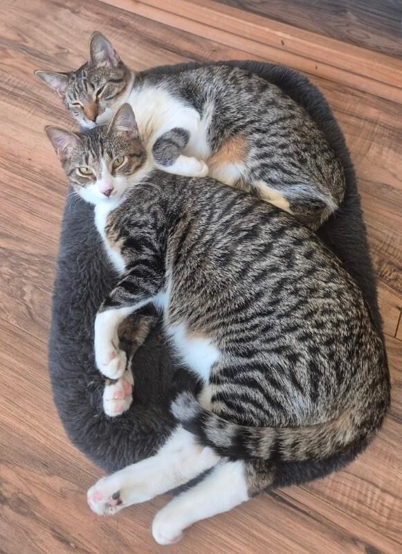 Enlarge Mochi - BONDED with Onyx, a Adoptable mixed breed in Anthem, AZ image 5/6