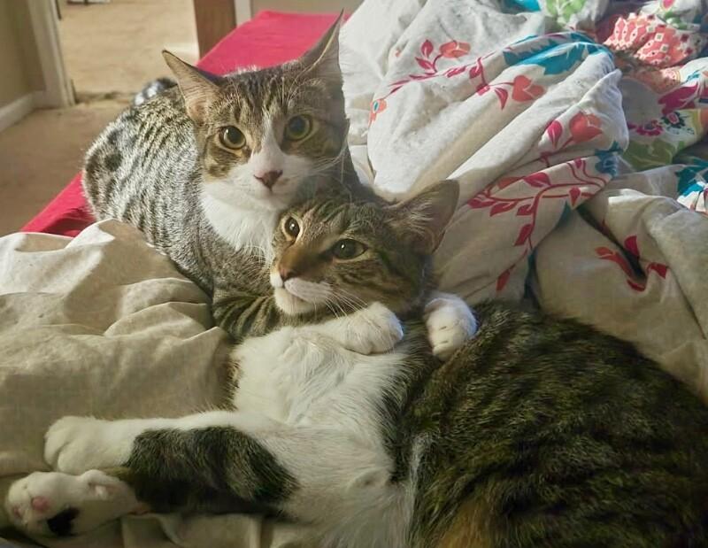 Enlarge Mochi - BONDED with Onyx, a Adoptable mixed breed in Anthem, AZ image 6/6