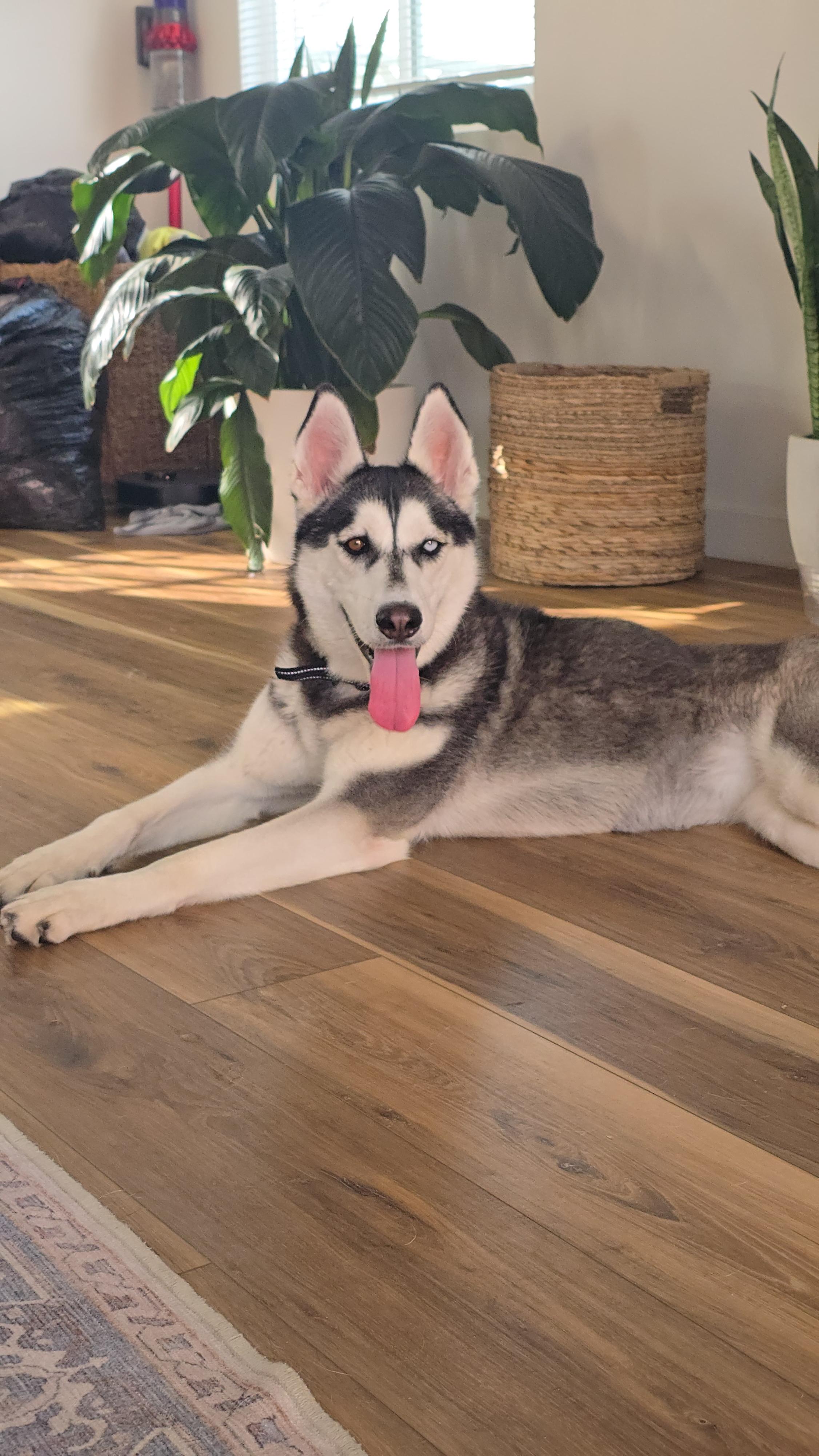 Enlarge Luna, an adopted Siberian Husky in Thousand Oaks, CA image 4/6