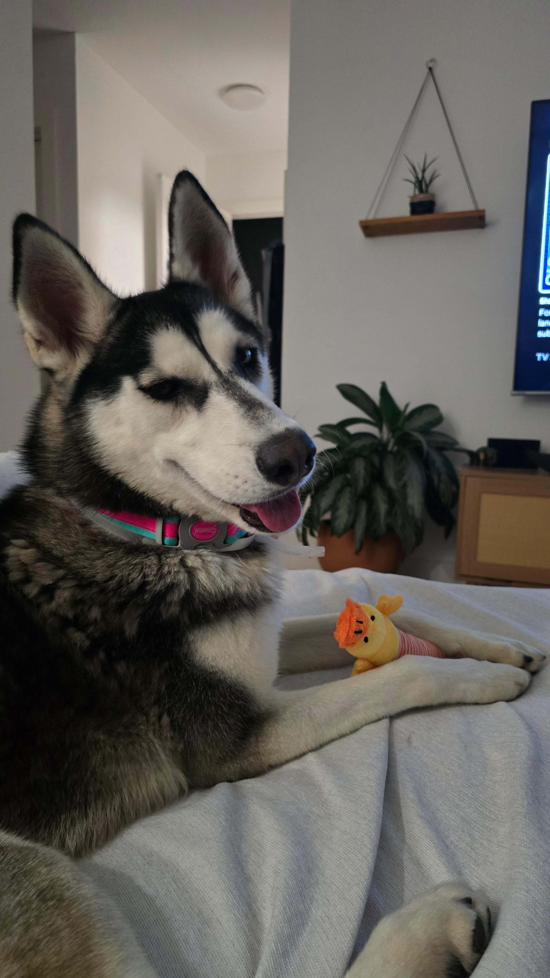 Enlarge Luna, an adopted Siberian Husky in Thousand Oaks, CA image 1/6