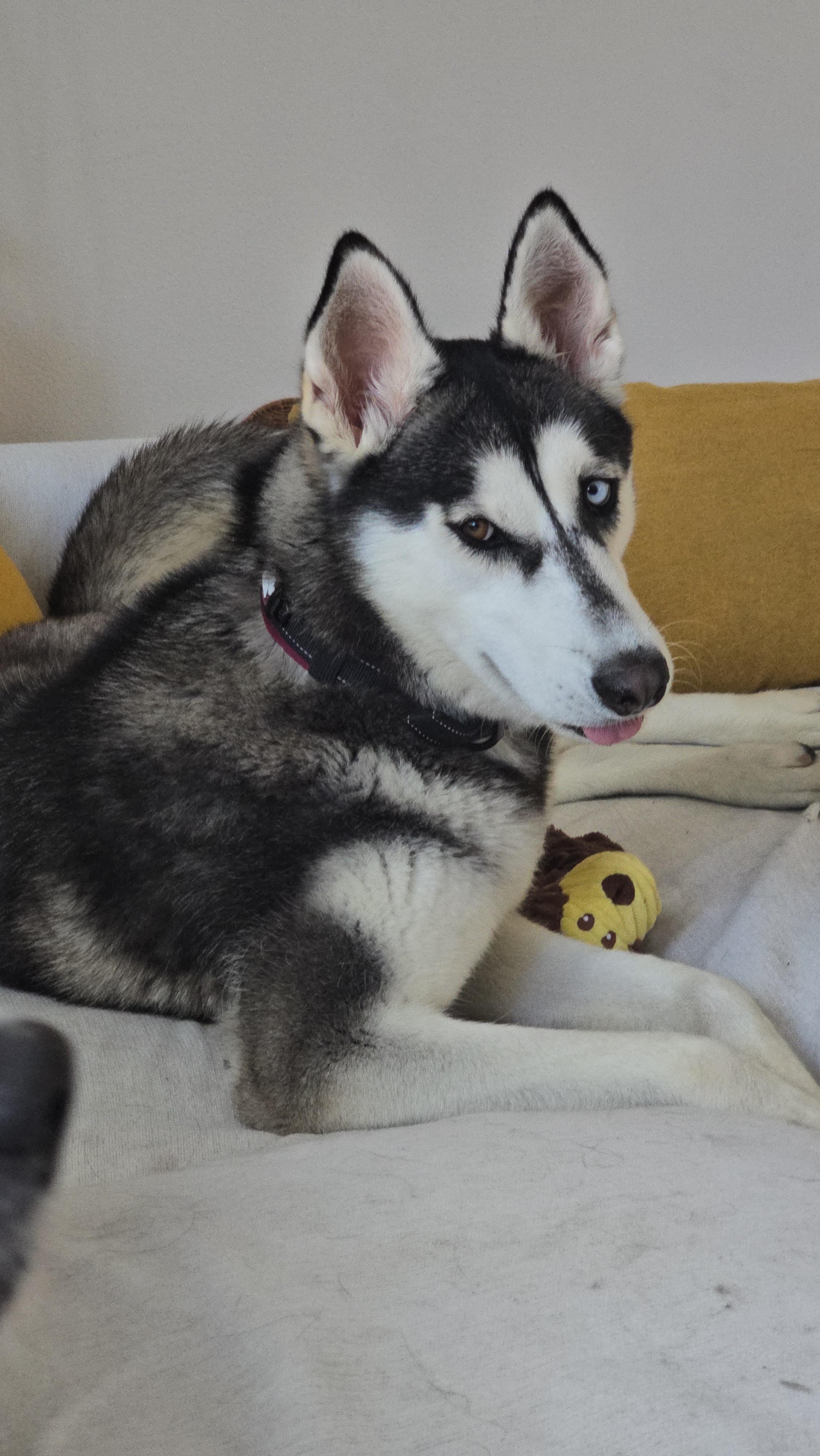 Enlarge Luna, an adopted Siberian Husky in Thousand Oaks, CA image 3/6