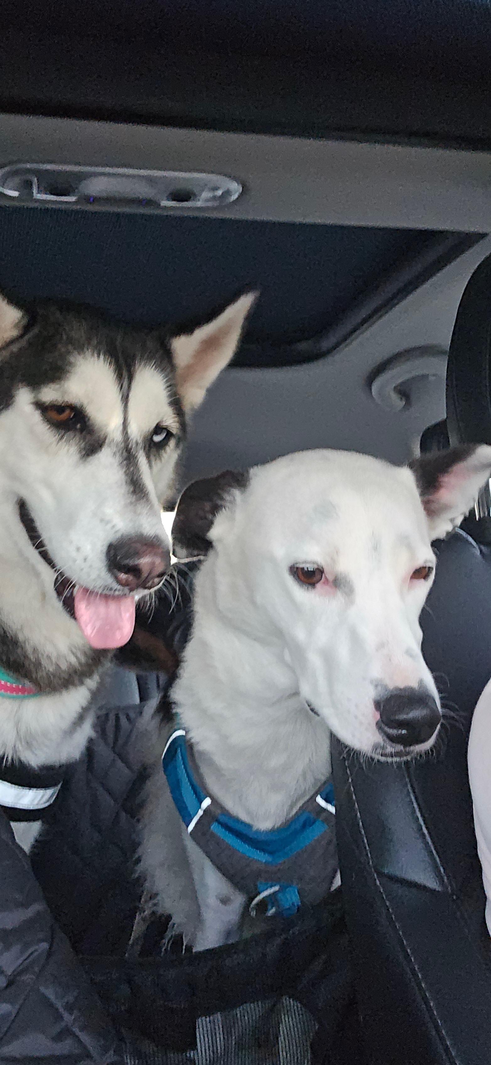 Enlarge Luna, an adopted Siberian Husky in Thousand Oaks, CA image 5/6