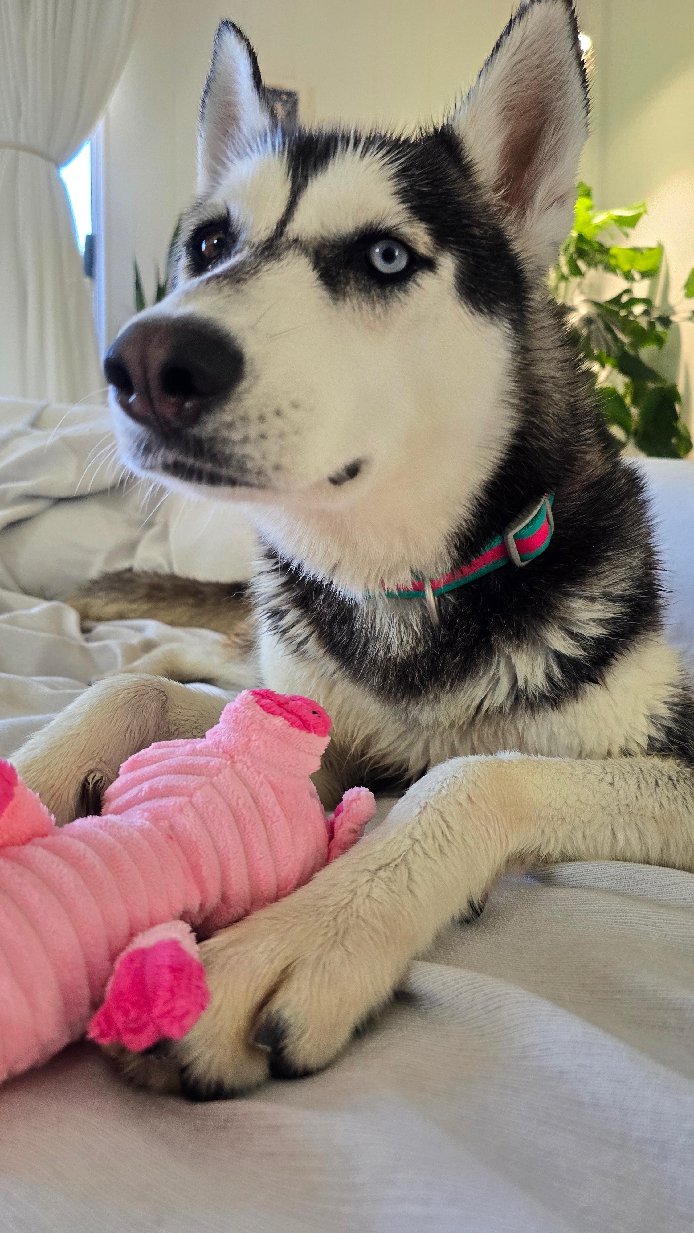 Enlarge Luna, an adopted Siberian Husky in Thousand Oaks, CA image 2/6