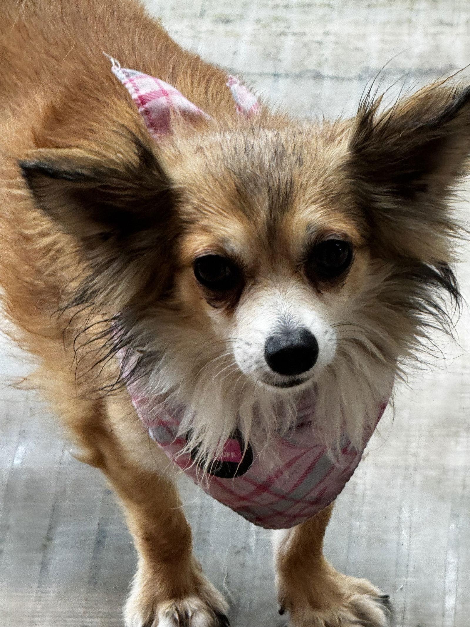 Enlarge Lil Buff, a Adoptable Chihuahua in Garland, TX image 1/3