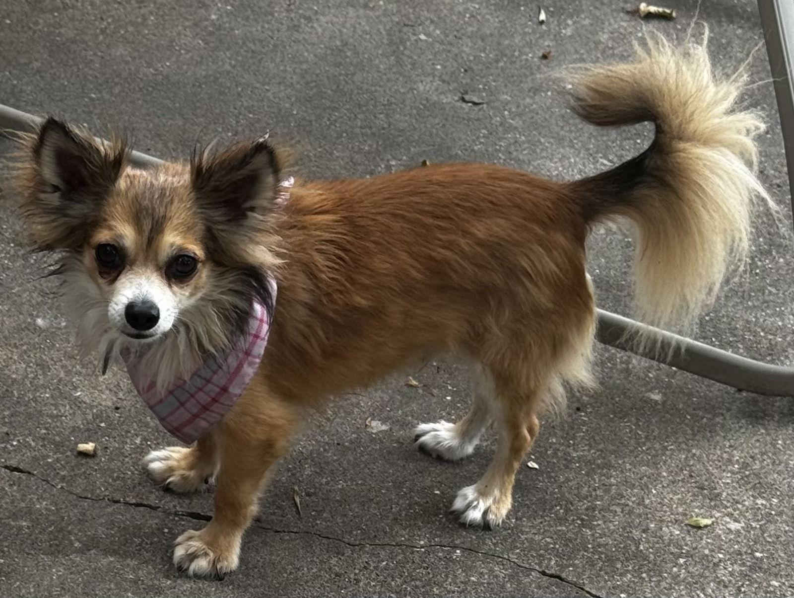 Enlarge Lil Buff, a Adoptable Chihuahua in Garland, TX image 2/3