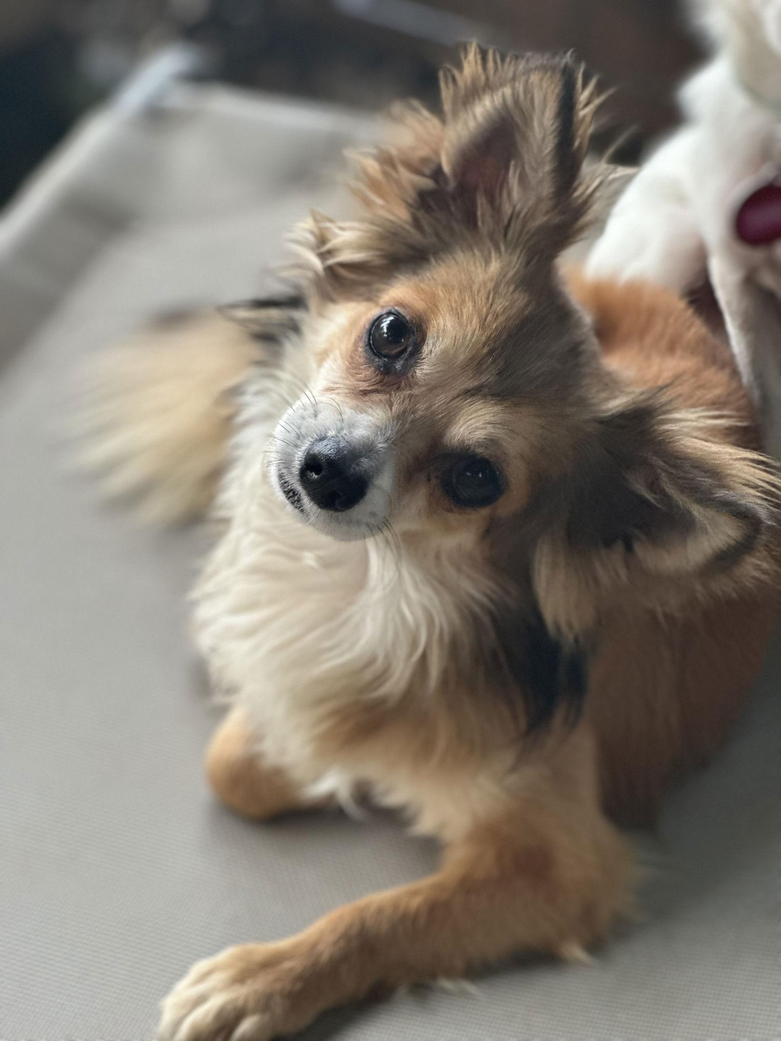 Enlarge Lil Buff, a Adoptable Chihuahua in Garland, TX image 3/3