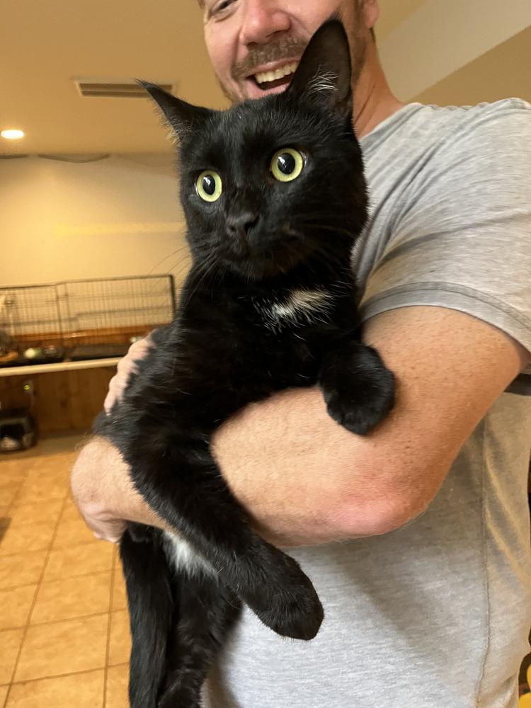 Kuzko, Adoptable, Adult Male Domestic Short Hair.