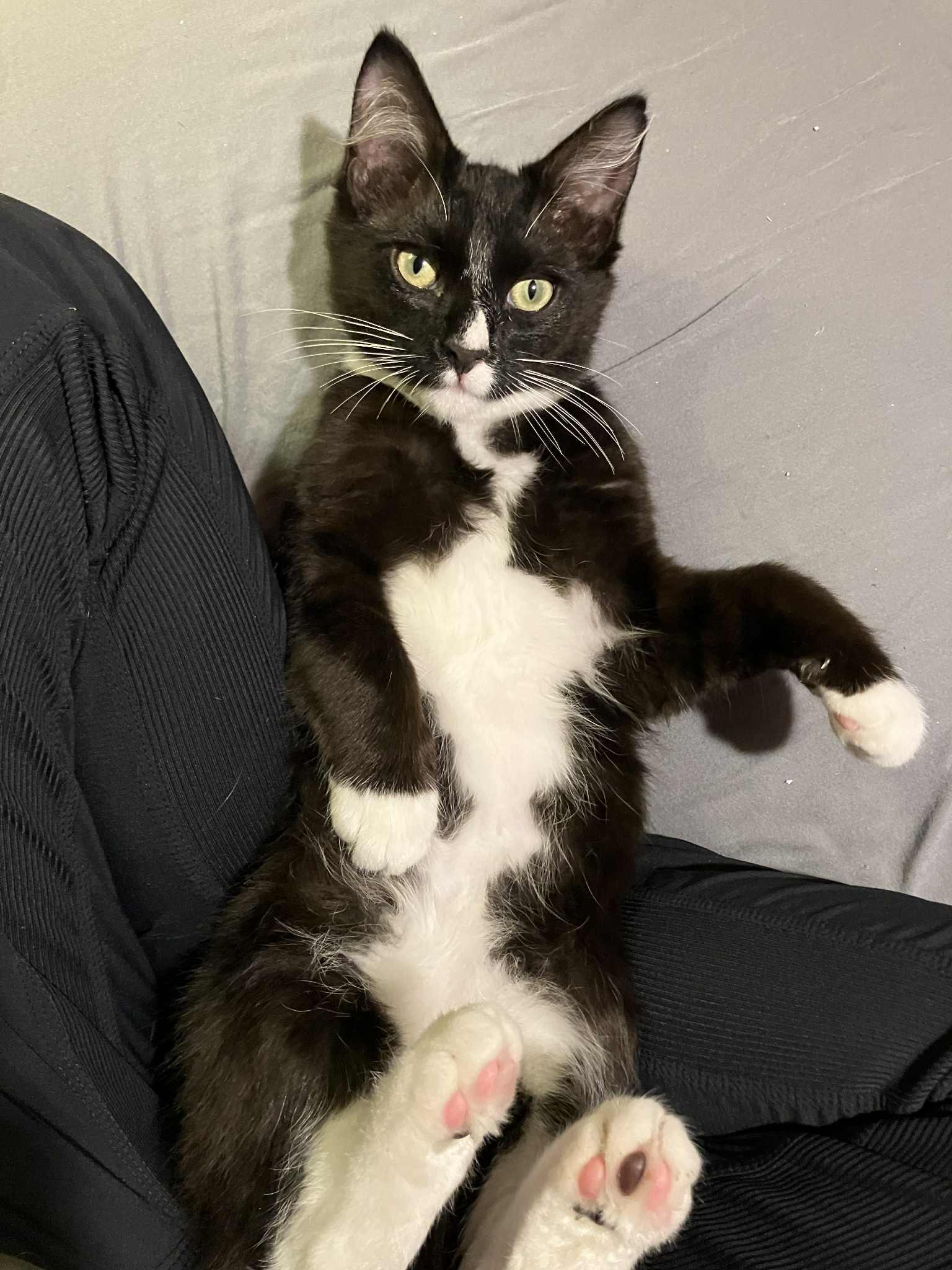 Kittens in Anchorage - page 2 4