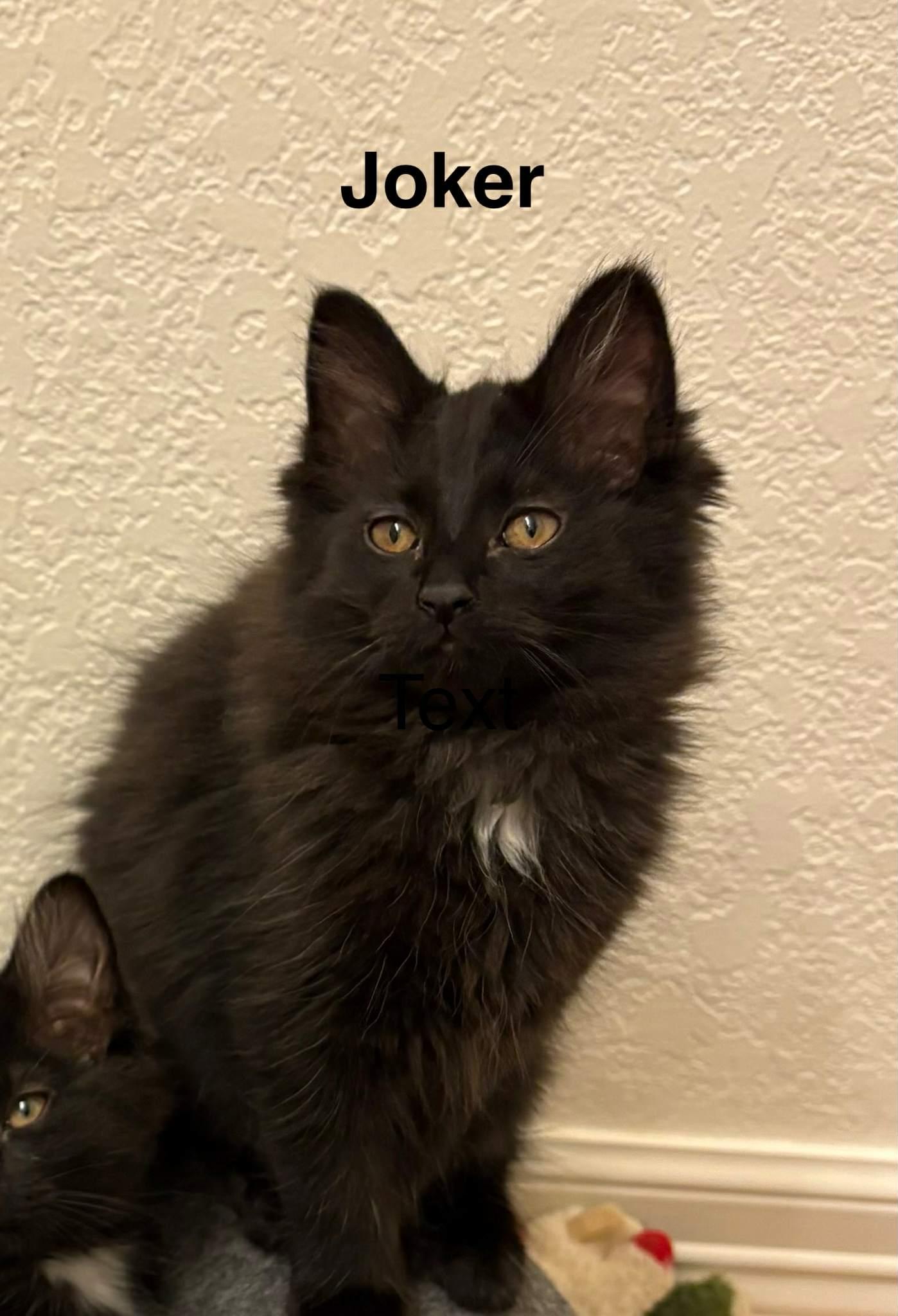 Kittens in Anchorage - page 2 3