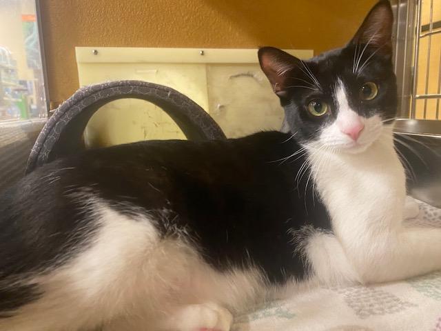 Enlarge Sylvester, a ADOPTABLE Domestic Short Hair in Upland, CA image 2/2
