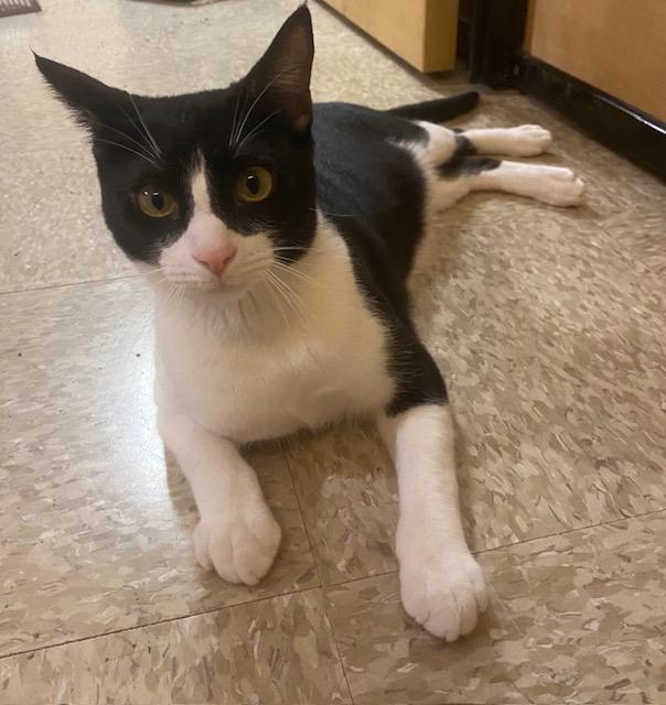 Enlarge Sylvester, a ADOPTABLE Domestic Short Hair in Upland, CA image 1/2