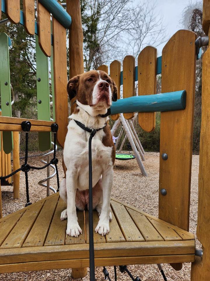 Dog for adoption Cowboy, an American Bulldog Mix in Suffolk, VA