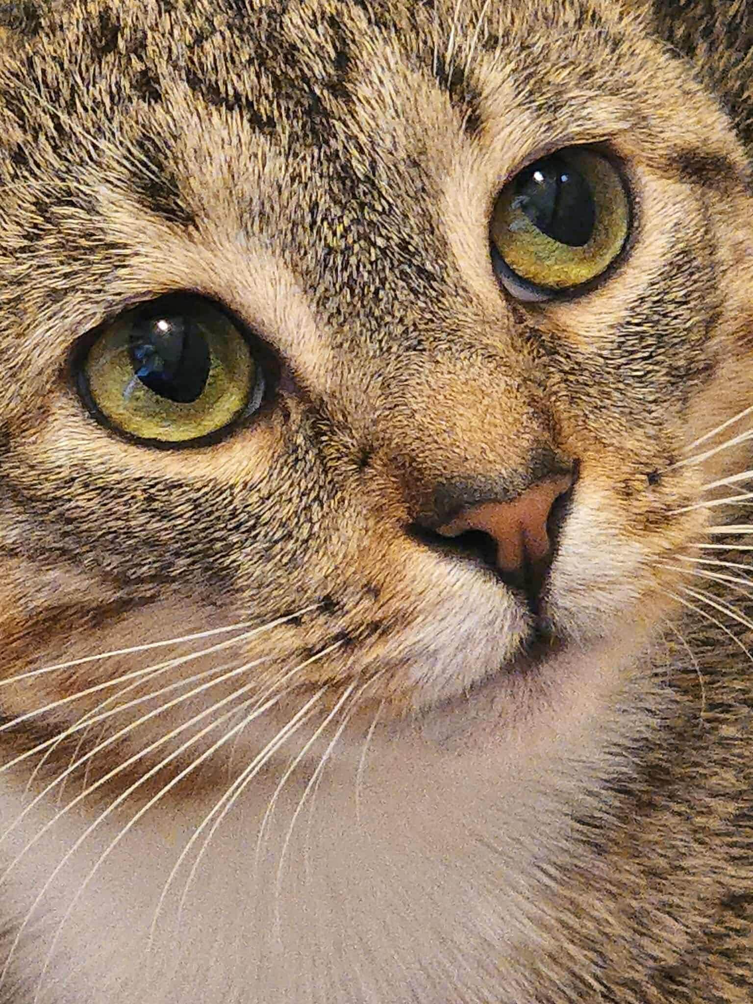 Emma, Adoptable, Adult Female Domestic Short Hair.