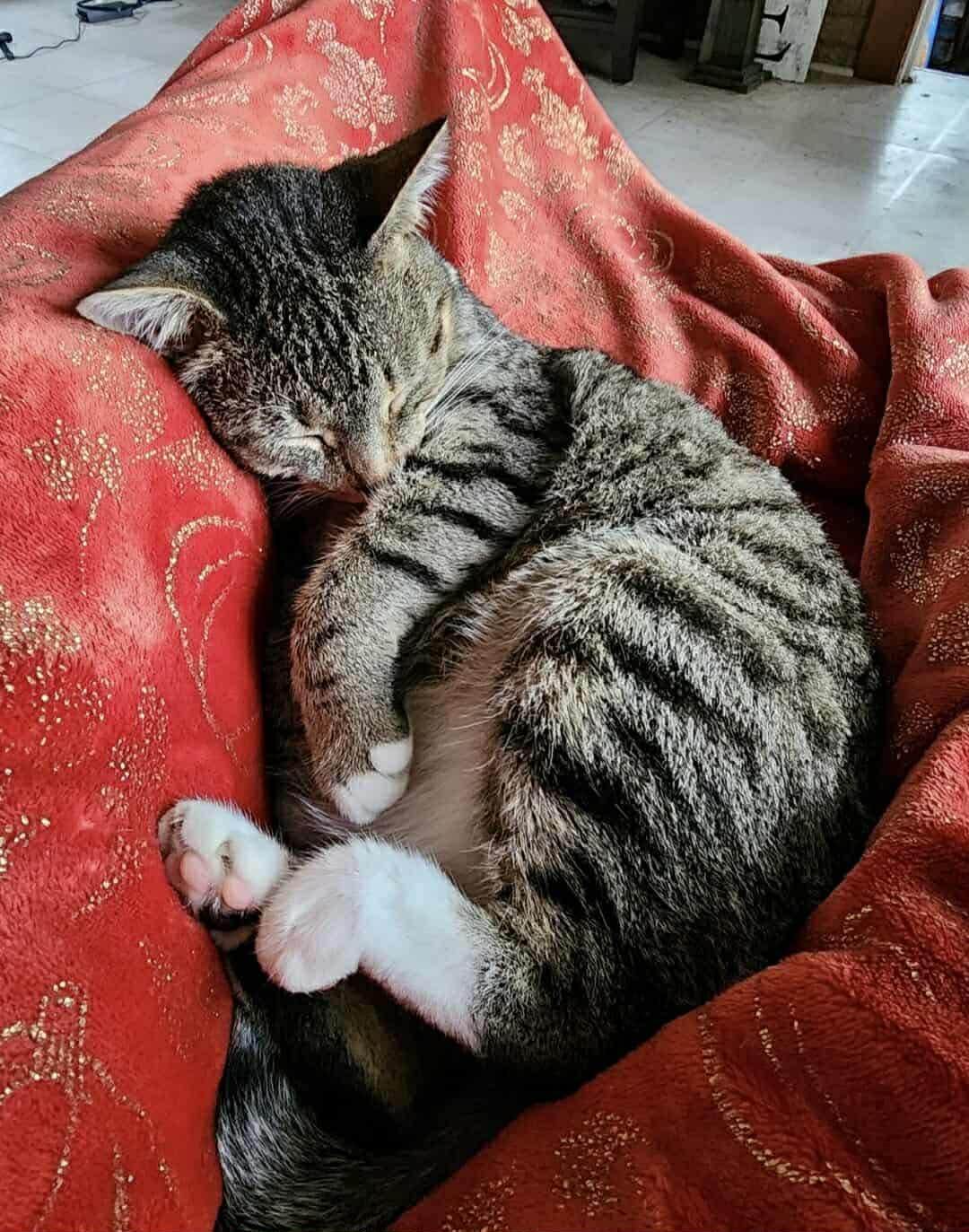 Emma, a Adoptable mixed breed in Lumberton, NC image 2/3