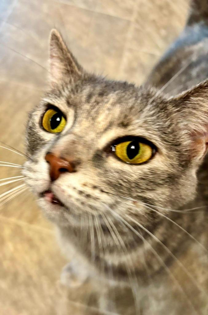 Sarabi, a Adoptable mixed breed in Kettering, OH image 1/5