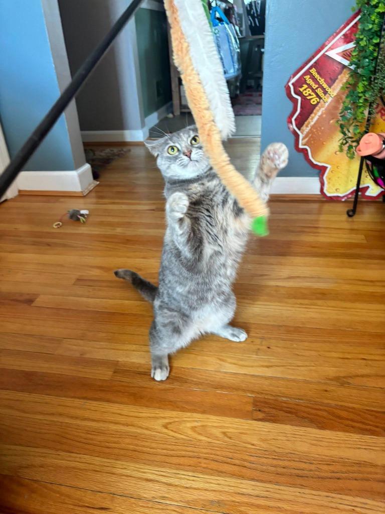 Sarabi, a Adoptable mixed breed in Kettering, OH image 3/5