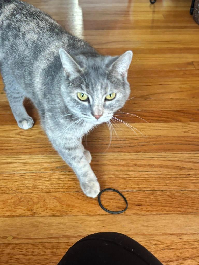 Sarabi, Adoptable, Adult Female Domestic Short Hair.