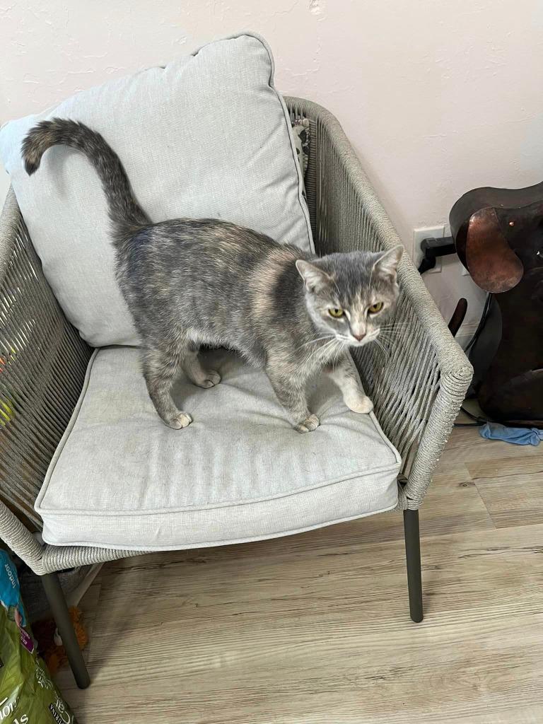 Sarabi, a Adoptable mixed breed in Kettering, OH image 4/5