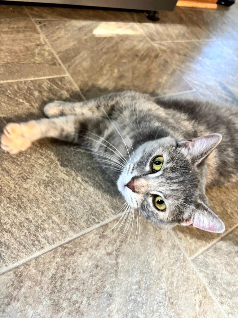 Sarabi, a Adoptable mixed breed in Kettering, OH image 5/5