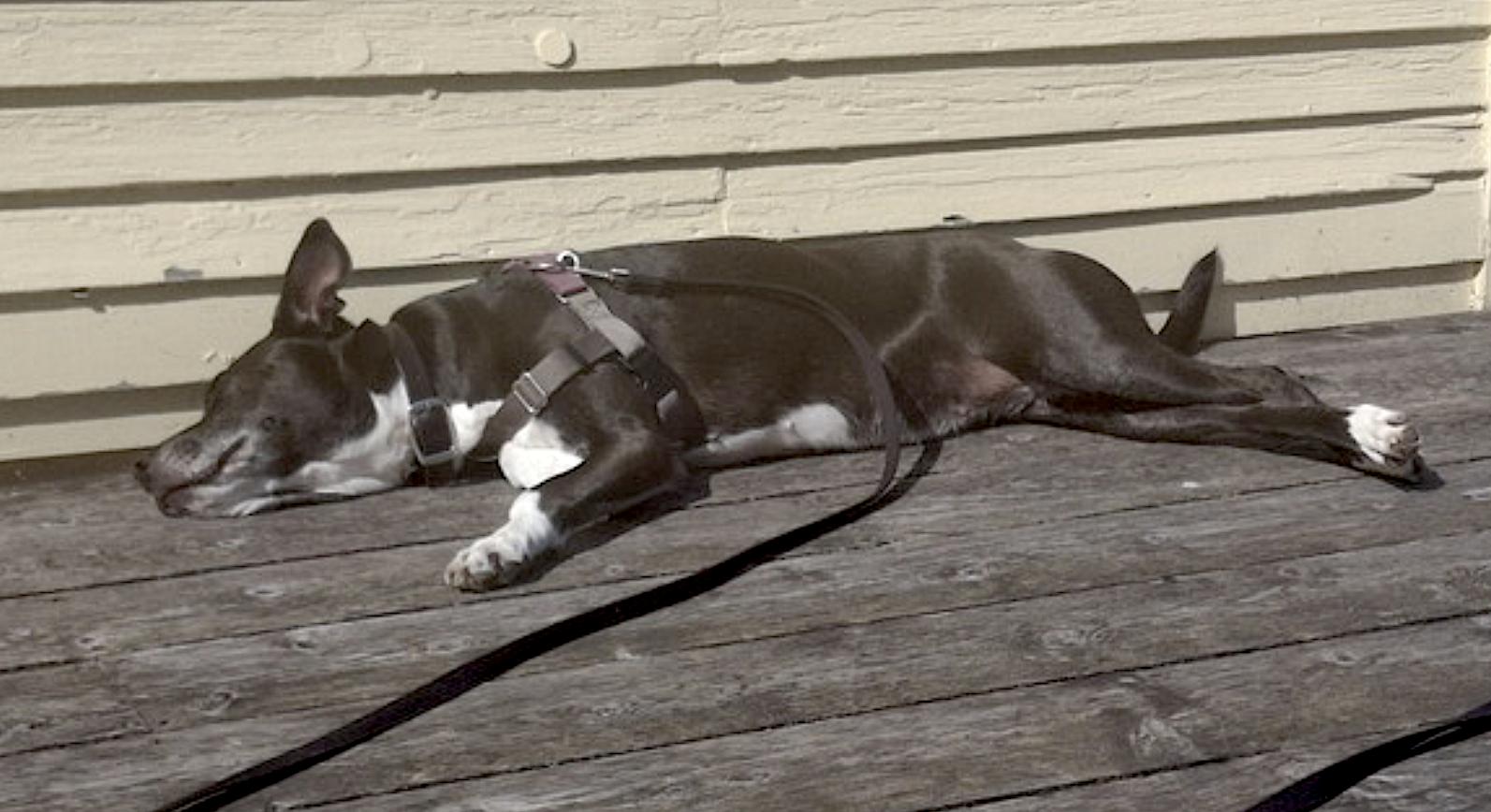 Dange — thumbnail 2