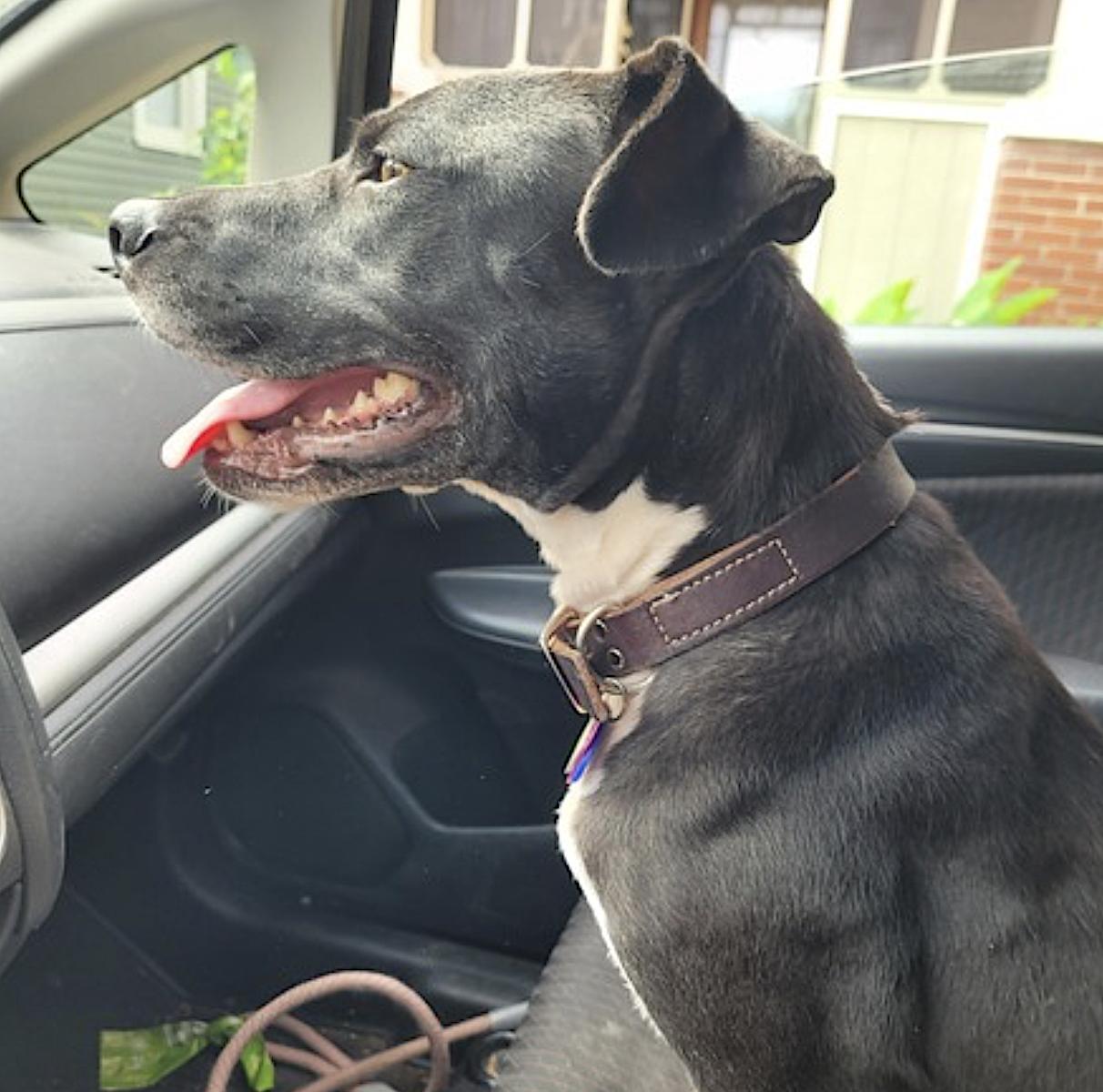 Dange — thumbnail 5