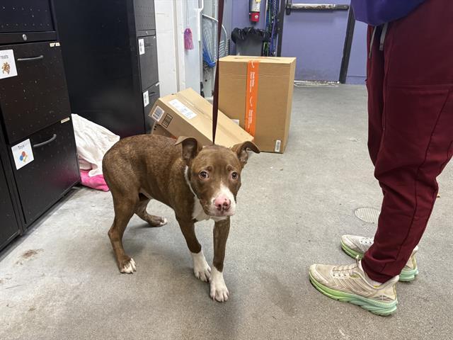 CRAMMER, Adoptable, Puppy Male Pit Bull Terrier.