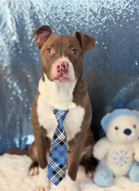 CRAMMER, Adoptable, Young Male Pit Bull Terrier.