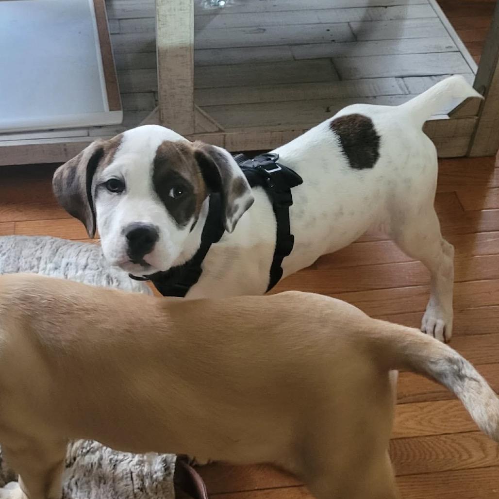 Snoopy, Adoptable, Puppy Male Hound & Retriever.