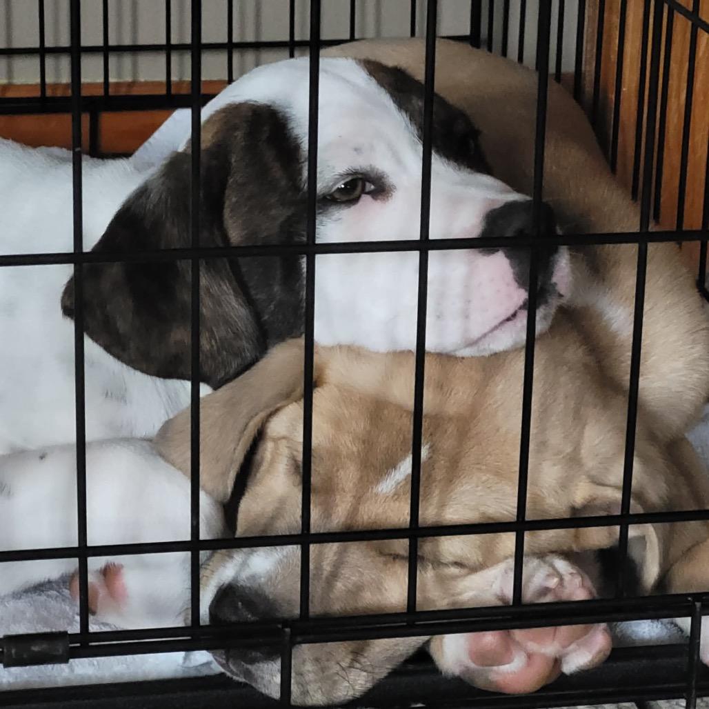 Snoopy, a Adoptable mixed breed in Griswold, CT image 1/6