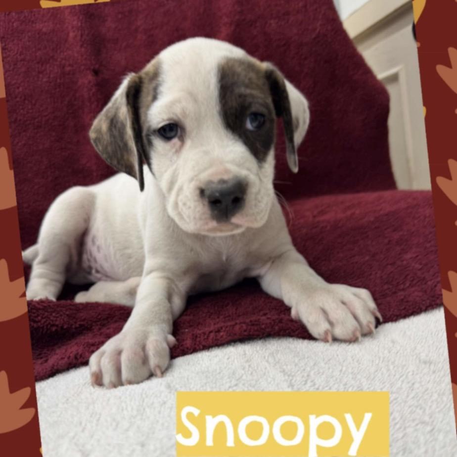 Snoopy, a Adoptable mixed breed in Griswold, CT image 4/6