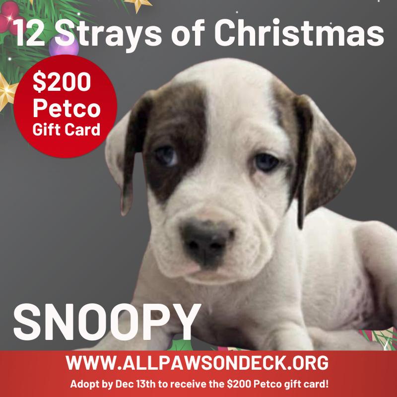 Snoopy, a Adoptable mixed breed in Griswold, CT image 5/6