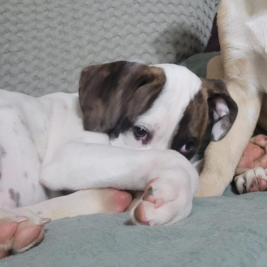 Snoopy, a Adoptable mixed breed in Griswold, CT image 6/6