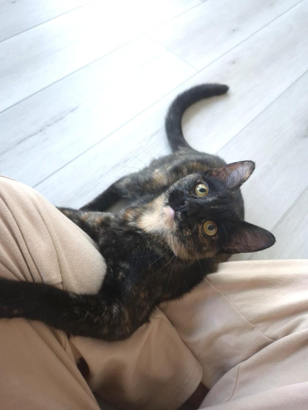 Fig