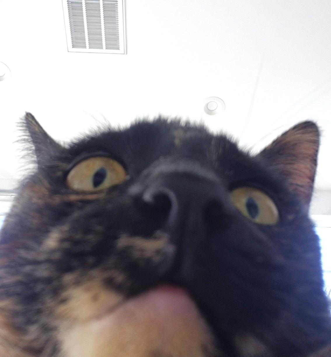 Fig