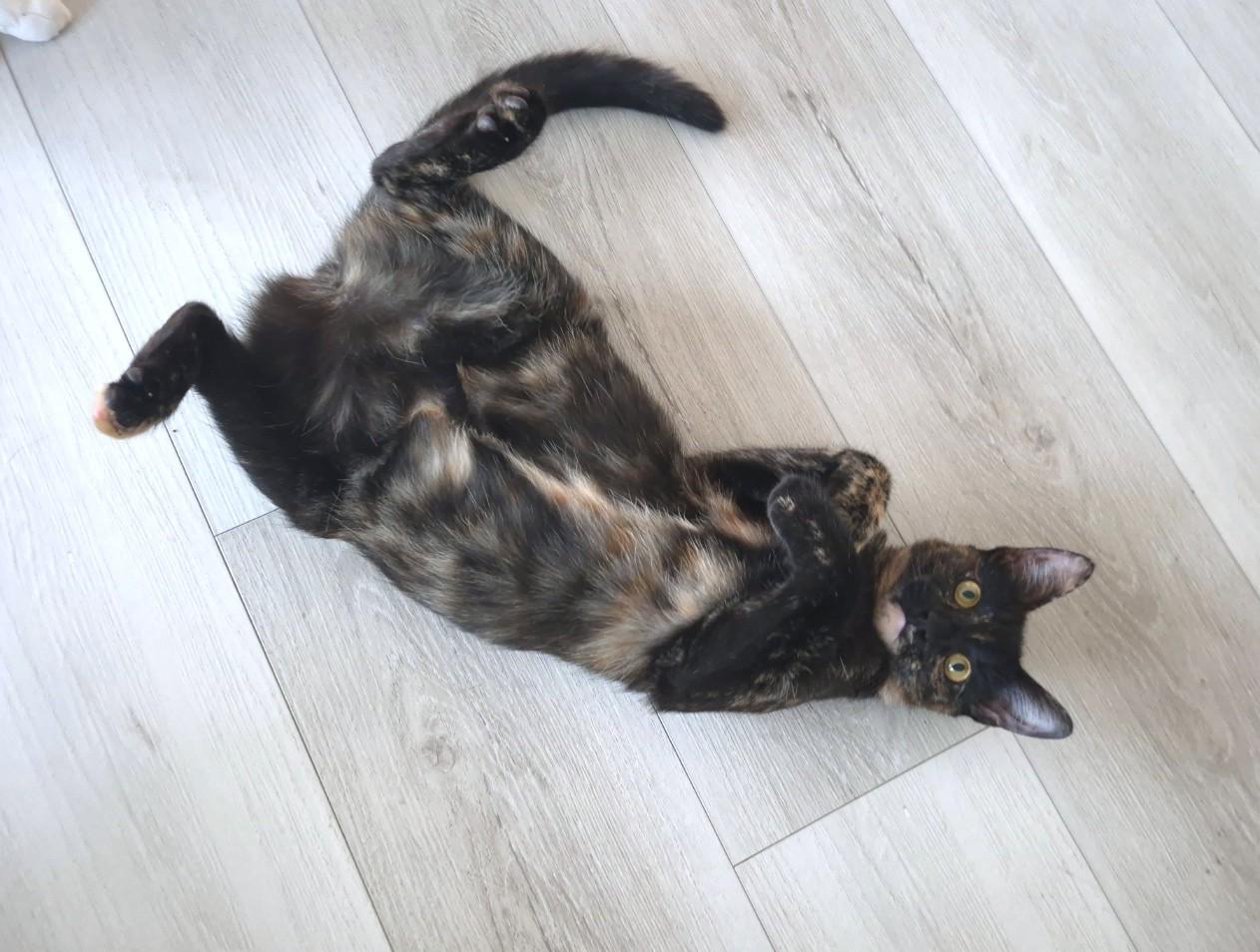 Fig