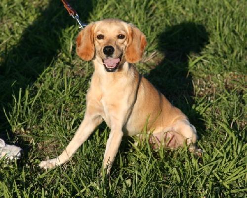 Hooch, Adopted, Adult Male Labrador Retriever & Cocker Spaniel.