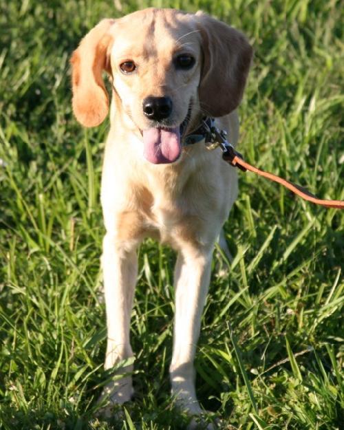 Enlarge Hooch, a Adopted mixed breed in Saint Charles, MO image 2/3