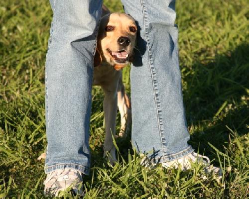 Enlarge Hooch, a Adopted mixed breed in Saint Charles, MO image 3/3
