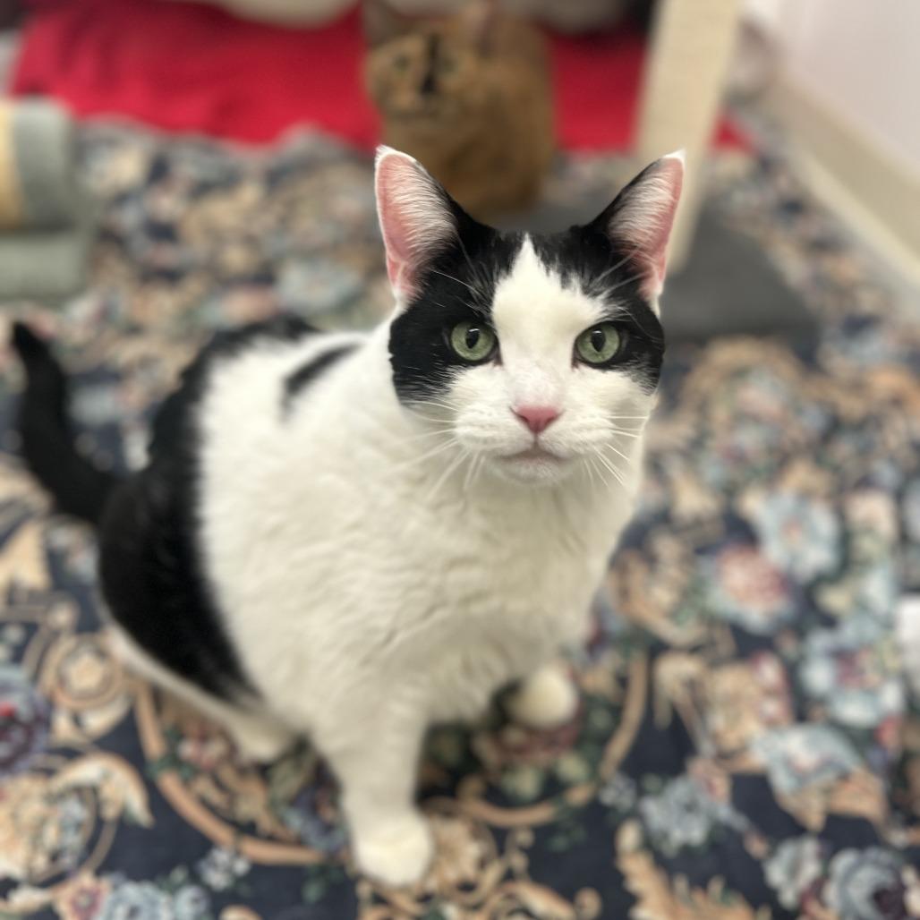 Enlarge Dora, a Adoptable Domestic Short Hair in Bedford, NH image 1/1