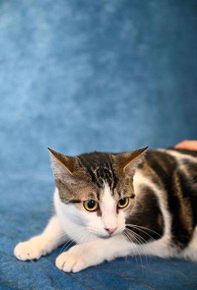 Smokey — thumbnail 3