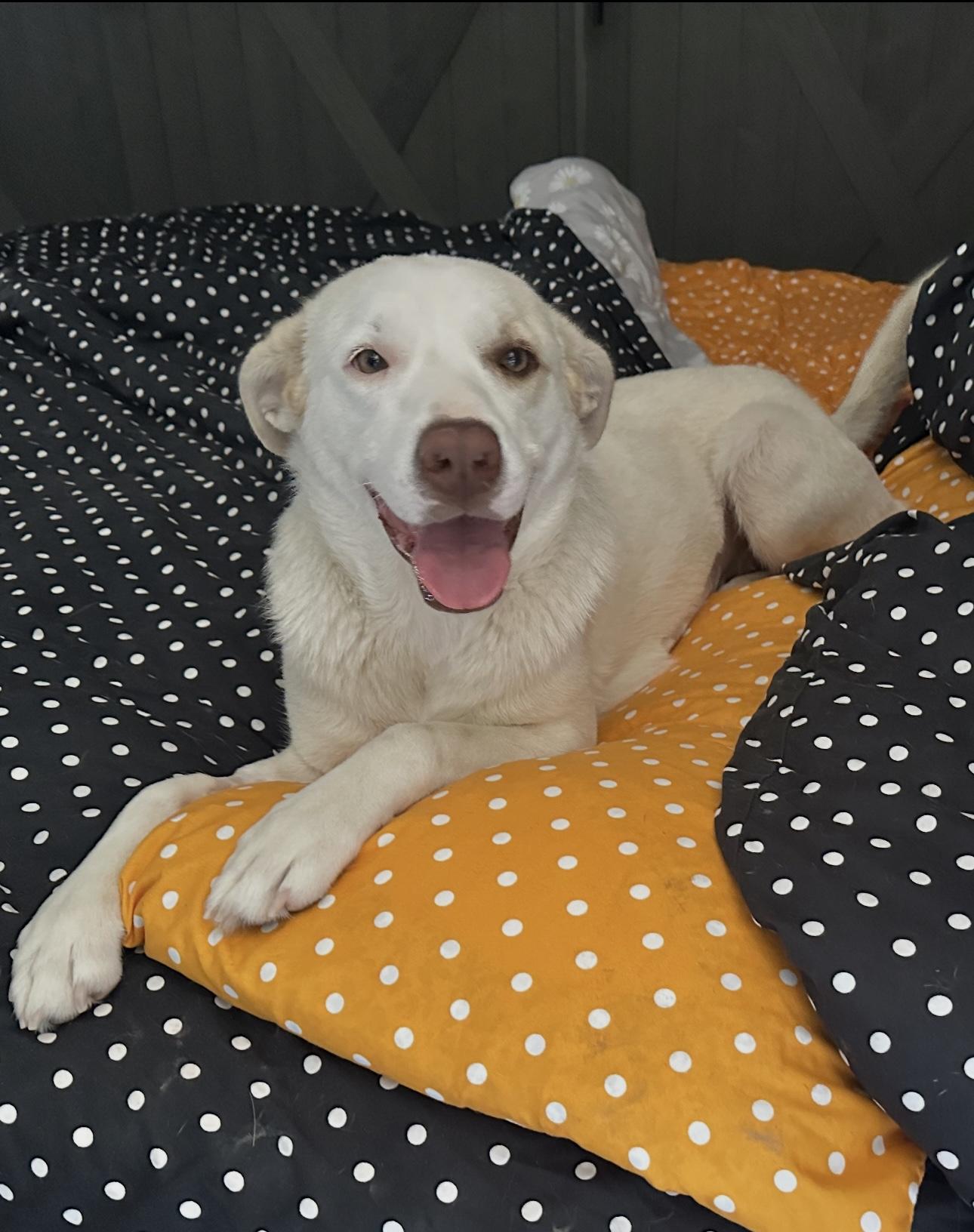 Lucy, Adopted, Young Female Labrador Retriever.