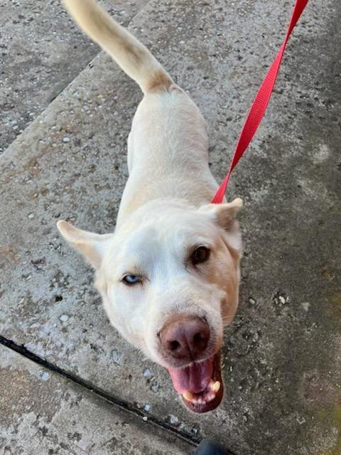 Ozzie, a ADOPTABLE mixed breed in Yukon, OK image 1/3