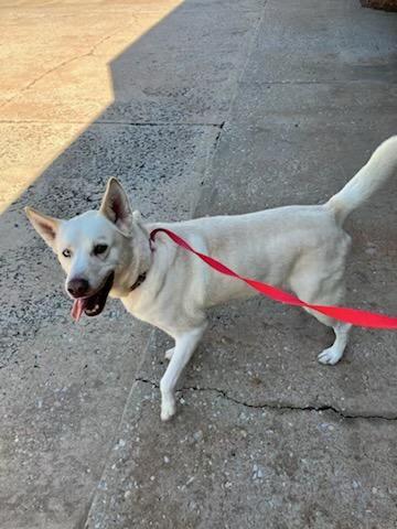 Ozzie, a ADOPTABLE mixed breed in Yukon, OK image 2/3