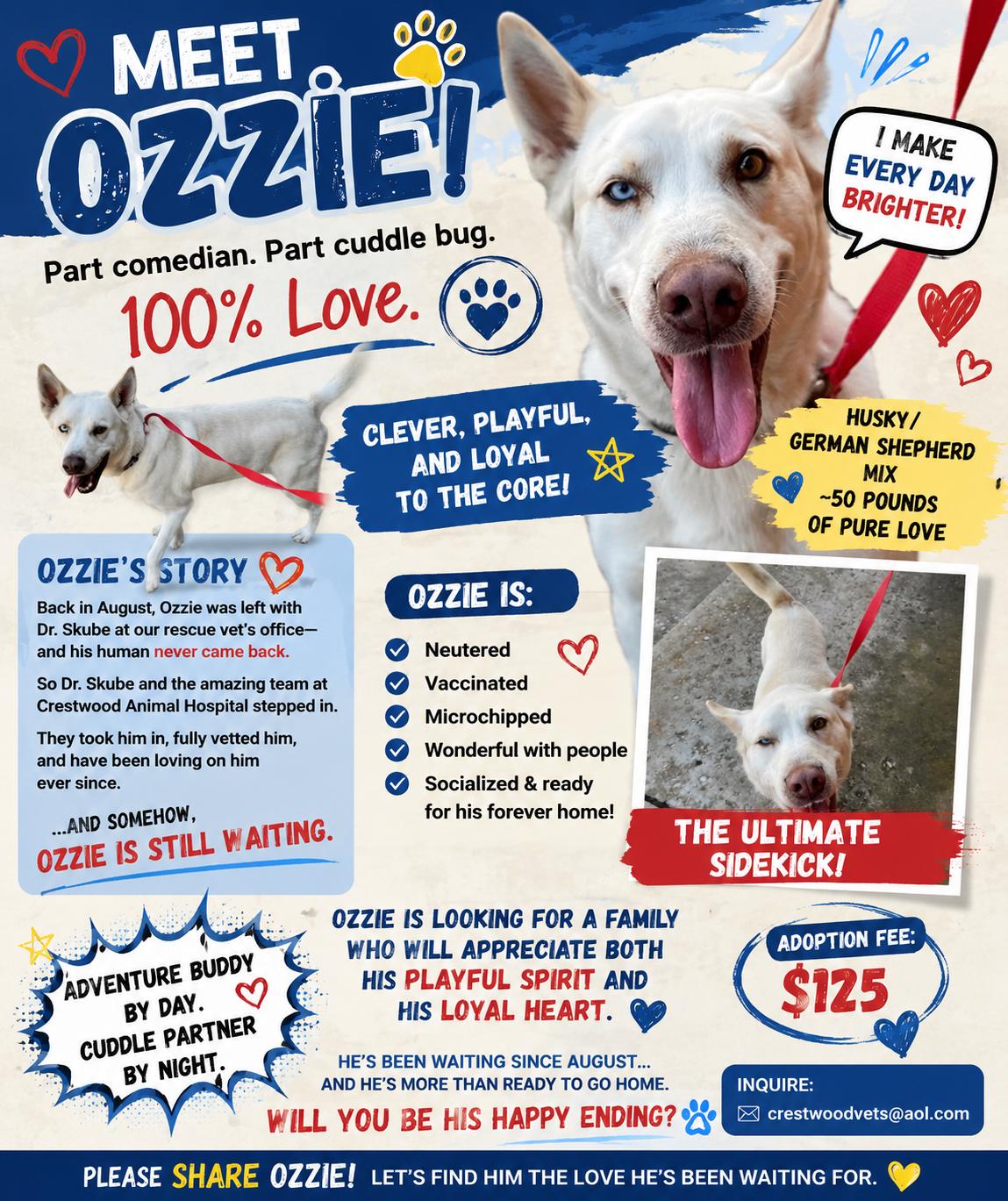 Ozzie, a ADOPTABLE mixed breed in Yukon, OK image 3/3