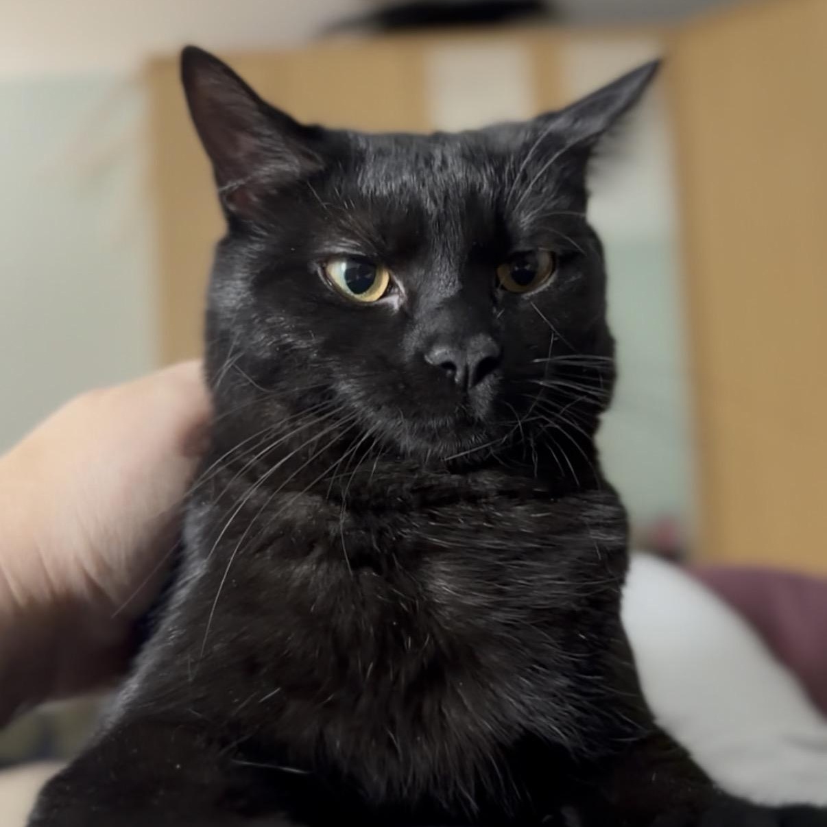 Blaze, Adoptable, Kitten Female Domestic Short Hair.