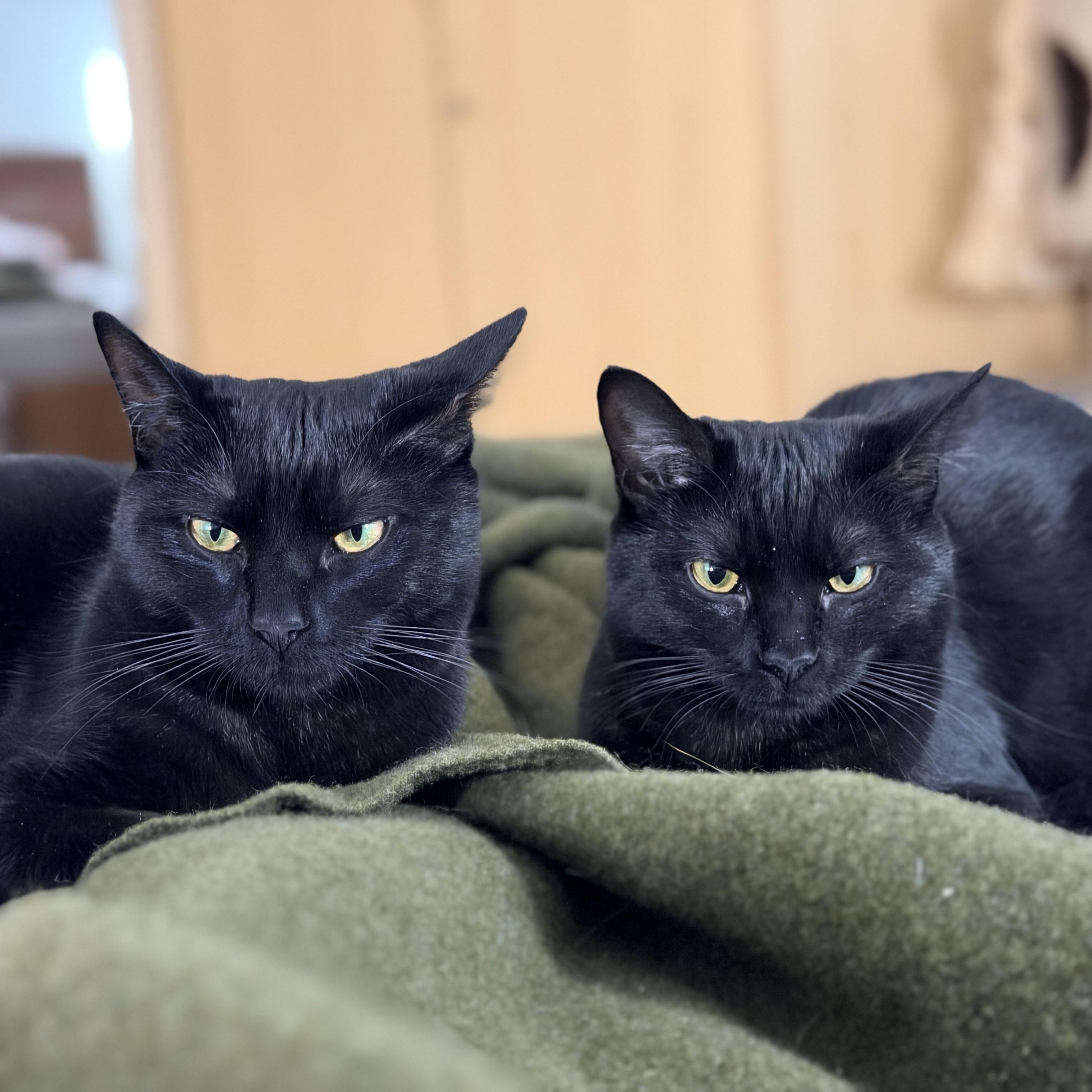 Enlarge Blaze, a Adoptable Domestic Short Hair in Beltsville, MD image 4/6