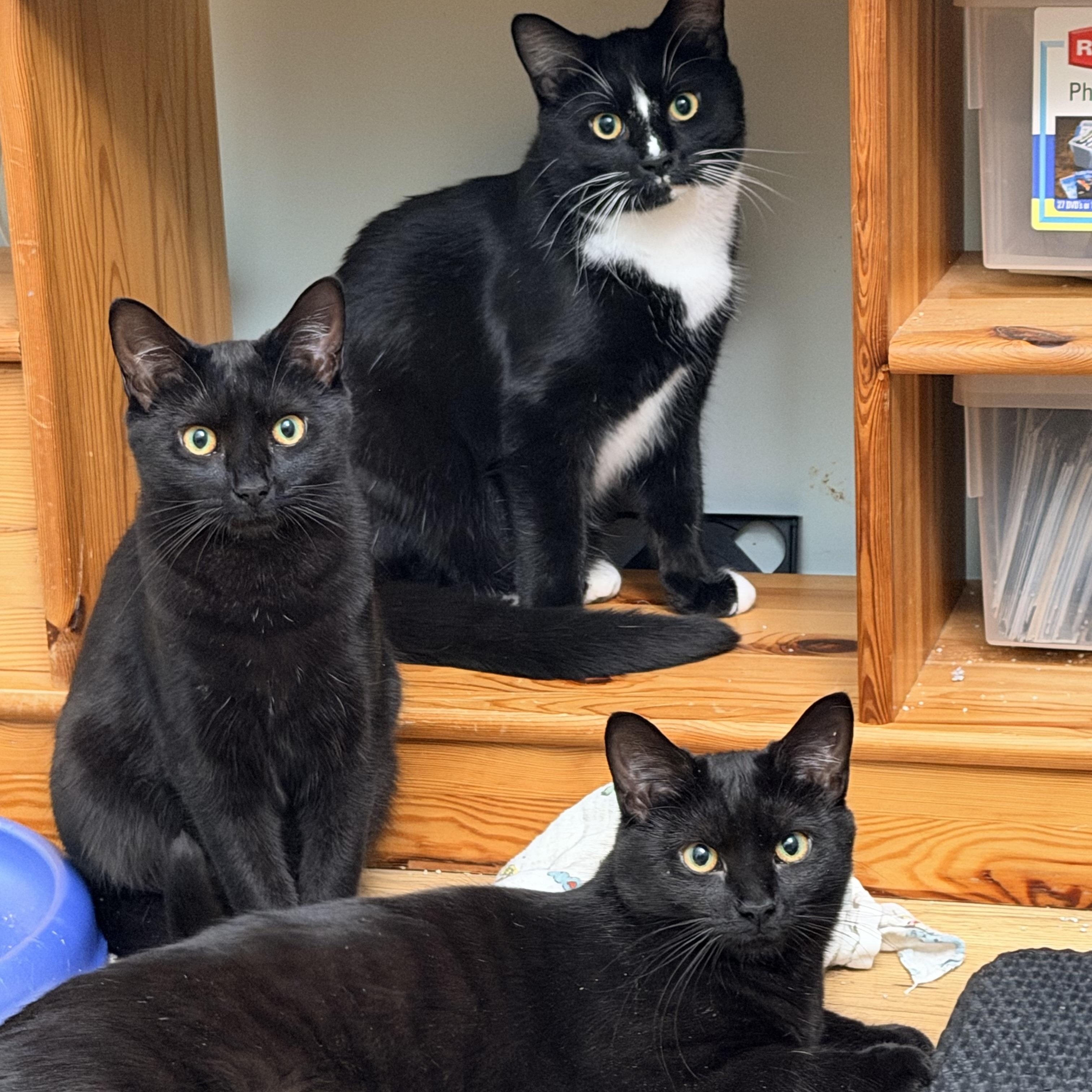 Blaze, a Adoptable Domestic Short Hair in Beltsville, MD image 6/6